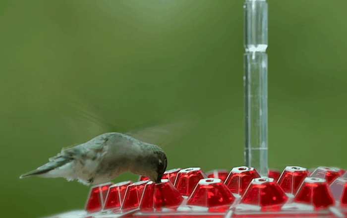 Nectra™ - Attracts Multiple Hummingbirds Without Bees