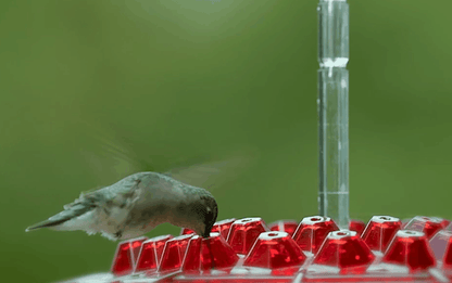 Nectra™ - Attracts Multiple Hummingbirds Without Bees