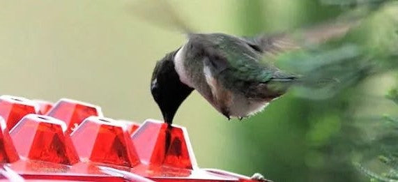 Nectra™ - Attracts Multiple Hummingbirds Without Bees