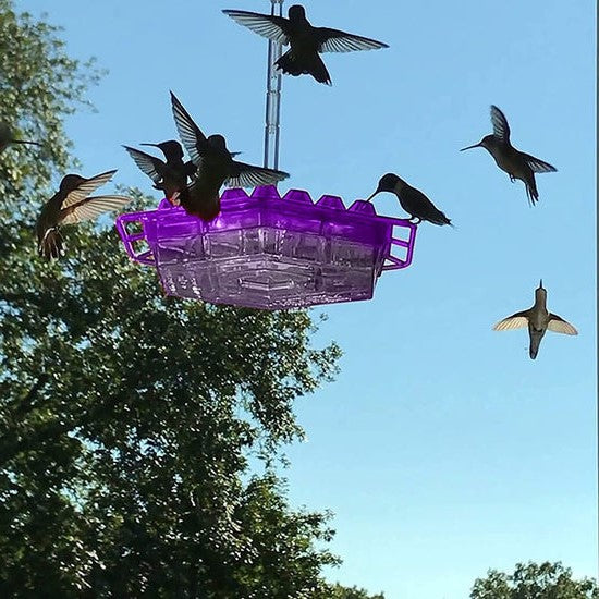Nectra™ - Attracts Multiple Hummingbirds Without Bees
