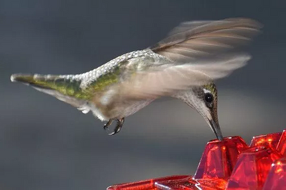 Nectra™ - Attracts Multiple Hummingbirds Without Bees