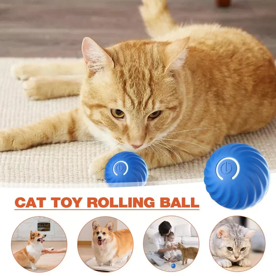 Rollo™ - Self-Moving Play for Pets and People