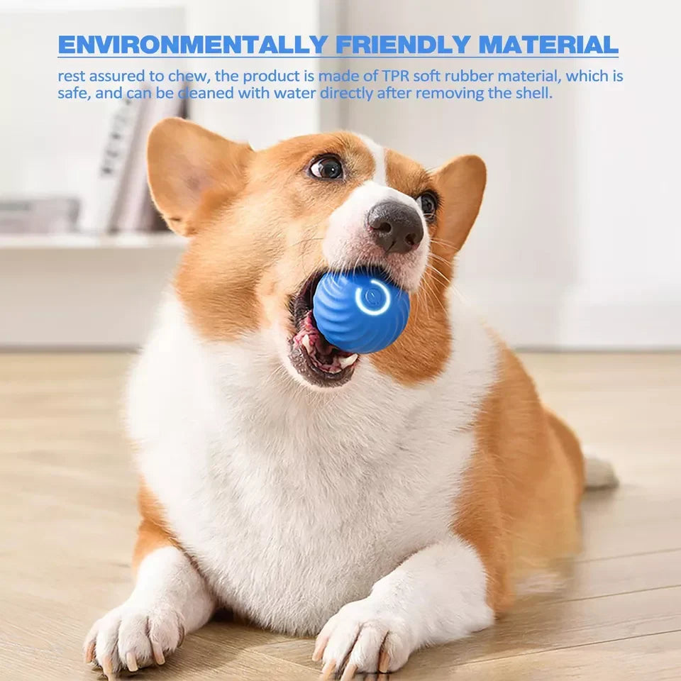 Rollo™ - Self-Moving Play for Pets and People