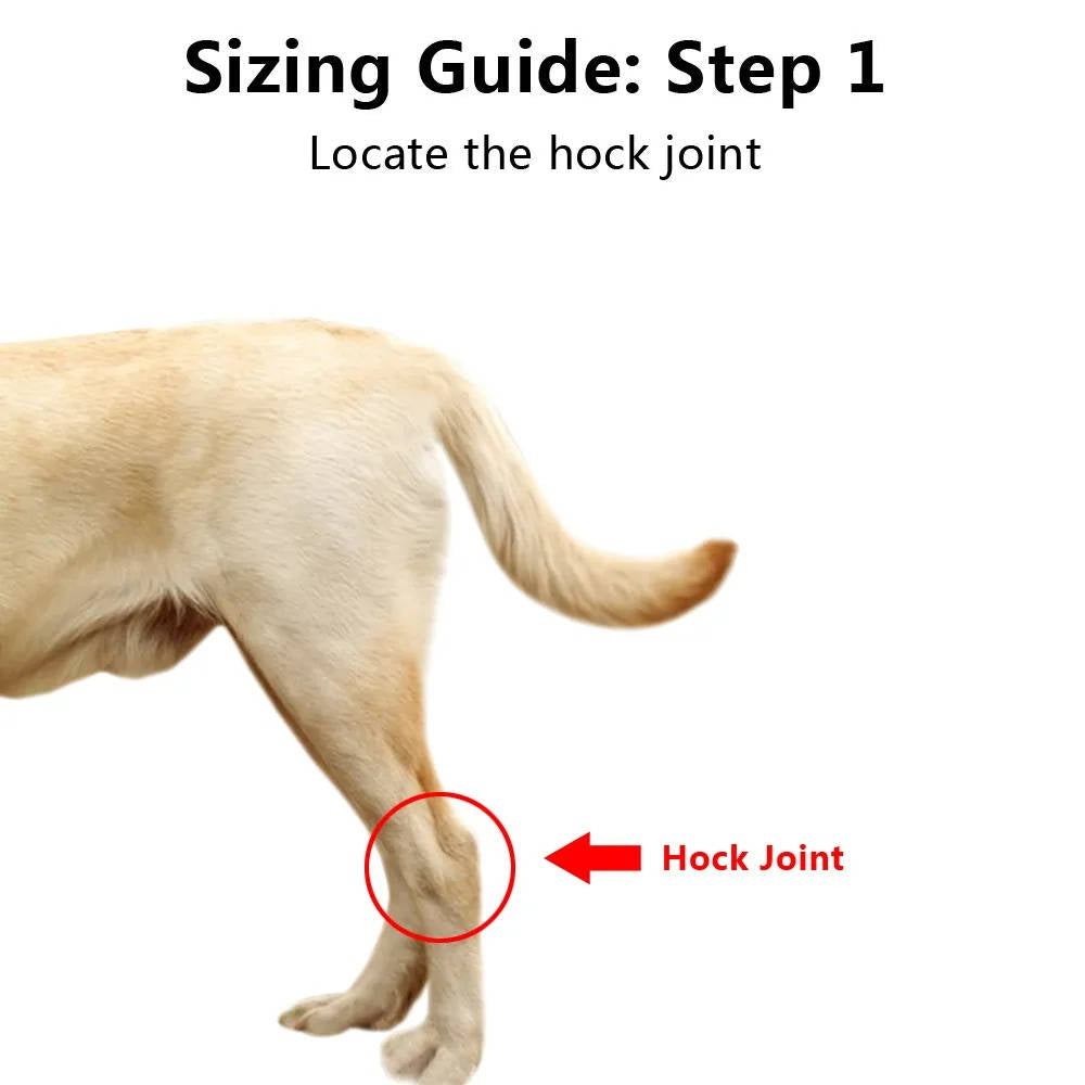 Pawlen™ - Gentle Ankle Support For Recovering Dogs
