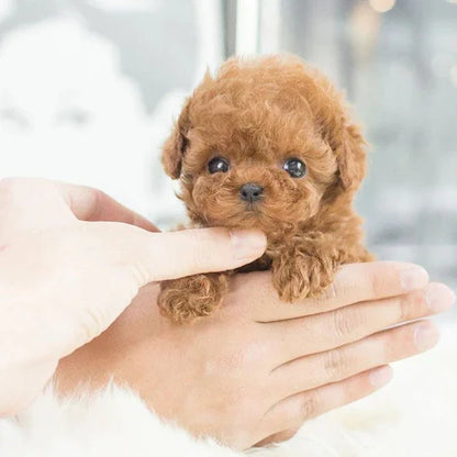Puptiq™ - Realistic Play Companion For Curious Little Minds