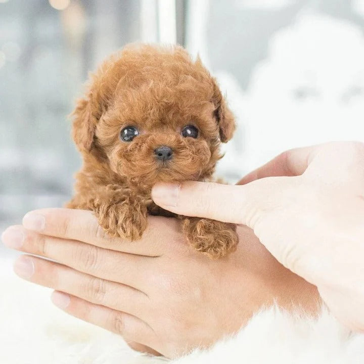 Pawlet™ - Lifelike Interactive Companion for Play