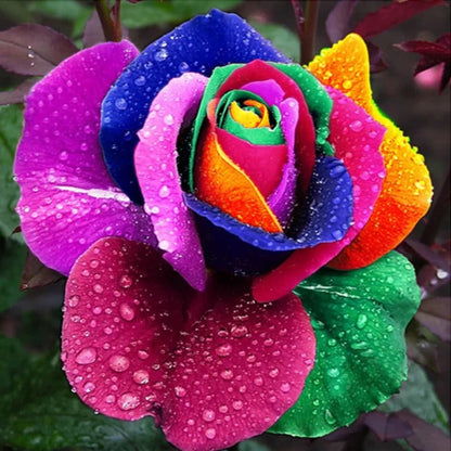 Roselle™ - Grow Multicolor Roses With Simple Care