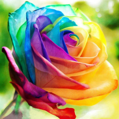 Roselle™ - Grow Multicolor Roses With Simple Care