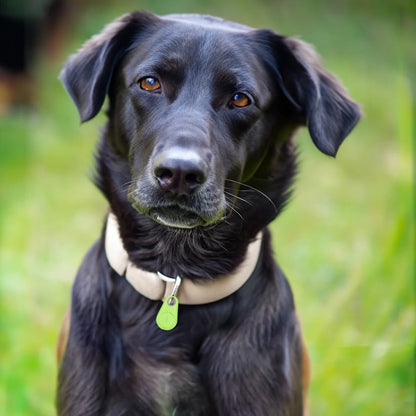 Trailr™ - Lightweight Collar Tracker for Nearby Pets