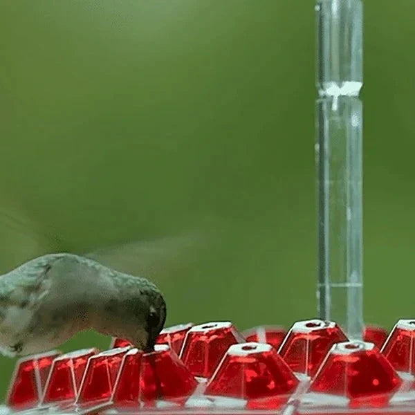 Nectara™ - Keeps Nectar Clean and Ant-Free