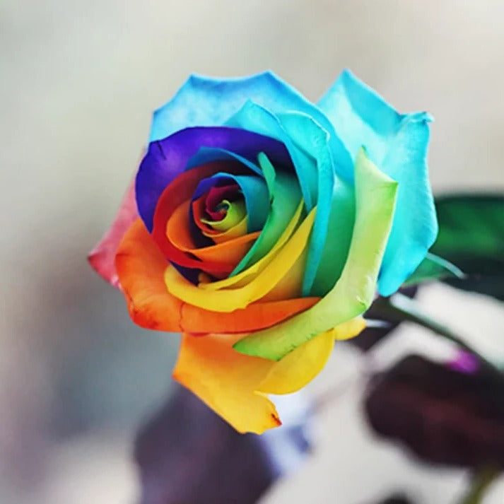 Roselle™ - Grow Multicolor Roses With Simple Care
