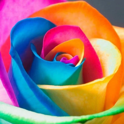 Roselle™ - Grow Multicolor Roses With Simple Care